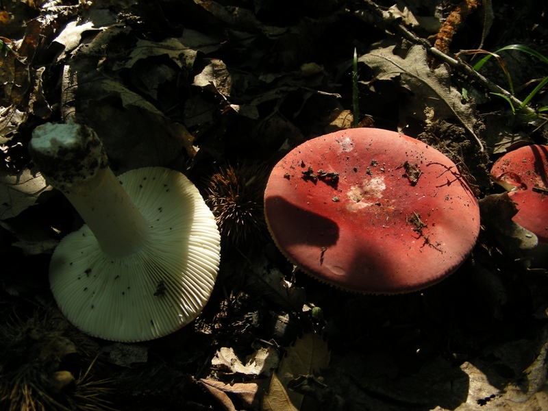 Un polentone in castagneto